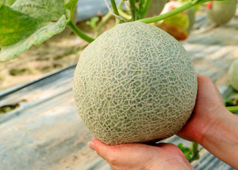 Woman's Hands Holding a Fresh Muskmelon or Cantaloupe Fruit on the Tree with Care 