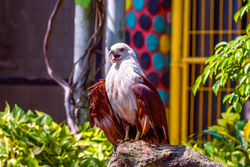 Brown Eagle with white head standing up in the rock