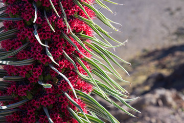 Naklejka na ściany i meble Echium wildpretii at Teide national park Tenerife