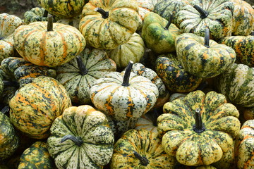 pumpkin mix 2