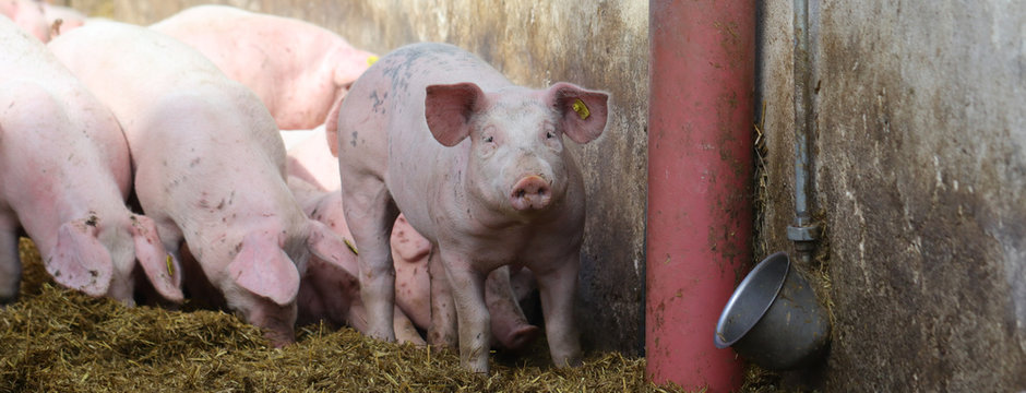 schwein