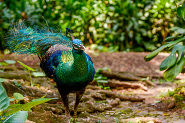 Green Peacock finding foods in the forest