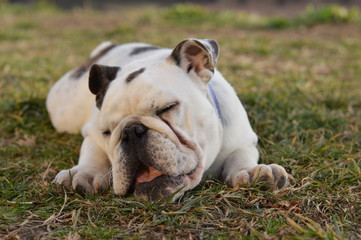 Bulldog playing in the field
