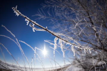 Winter Frost