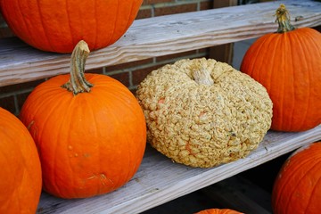 Display of colorful decorative heirloom pumpkins and gourds at the farmers market in the fall