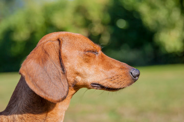 Close-up of the profile of a light brown short-haired dachshund closing his eyes against a green blurred background, enjoying a sunny summer day in the park. Outdoor activity concept