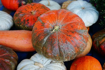 Display of colorful decorative heirloom pumpkins and gourds at the farmers market in the fall