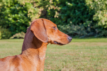 Profile of the head, neck and part of the back of a brown short haired dachshund with green plants in the blurred background, sunny day in the park