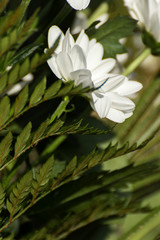blooming flowers as a decoration