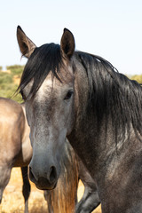 Caballo Gris / Grey Horse