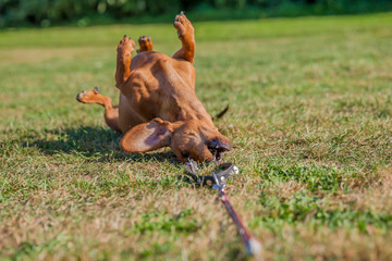 Obraz premium Female short-haired brown dachshund lying on his back on yellowish-green grass, trying to bite his leash with a blurred background, a sunny summer day in the park. Space for text