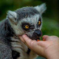 Close-up of a lemur's face receiving food from a woman's hand against a blurred green background, gray pelage and huge yellow eyes, enjoying a sunny day