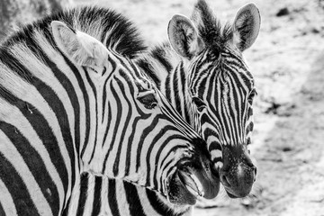 Fototapeta na wymiar Close-up of the head and neck of two zebras against a blurred background, scene of a mother zebra with her calf in a loving pose. Black and white image. Concept of animals living in the wild