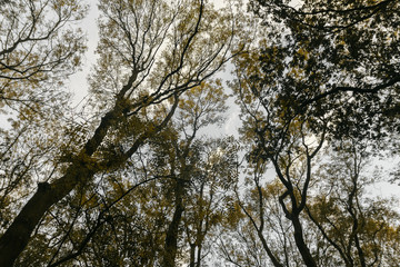 Sprawling Autumn Canopy 2