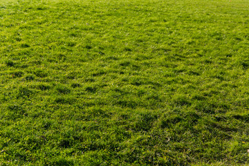 Bright green grass. Field of grass. Texture and background