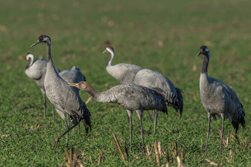 Obraz premium kranichfamilie