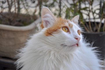 Obraz premium Domestic Cat Photoshoot