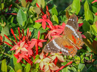 Vanessa atalanta butterfly perched on Ixora coccinea or pendkuli flowering plant against lush green foliage, clusters of small red flowers, blurred background, sunny day in Mexico nature reserve