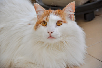 Obraz premium Domestic Cat Photoshoot