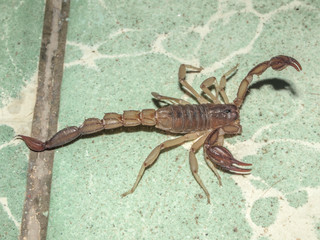 Close-up of a dangerous and poisonous yellow vaejovis scorpion or Paravaejovis spinigerus against the green stone floor in a patio of a Mexican house in Mexico