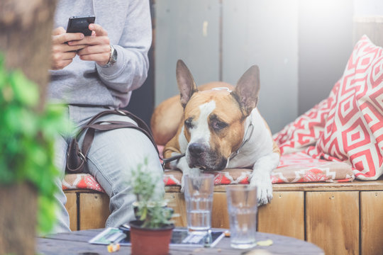 Man With Mobile Phone Enjoying In Outdoor Cafe With His Dog Pet.