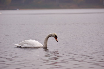 Łabędzie © Fotoinspiracja