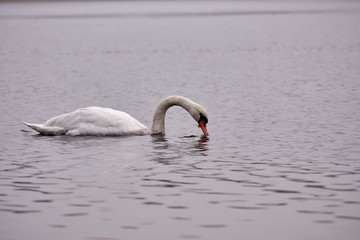 Łabędzie © Fotoinspiracja