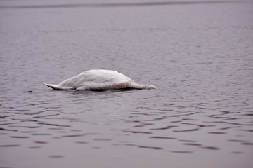 Łabędzie © Fotoinspiracja