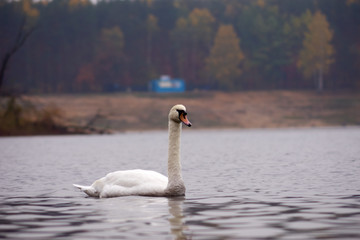 Łabędź © Fotoinspiracja
