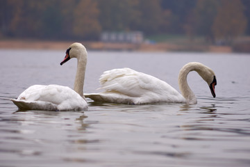Łabędzie © Fotoinspiracja