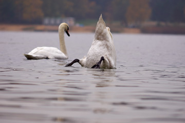 Nurkujący łabędź © Fotoinspiracja