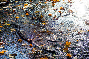 Dirty swamp with autumn leaves