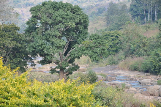 Forest Stream, Araku Valley, Andhra Pradesh, India