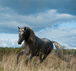 Andalusian stallion in autumn