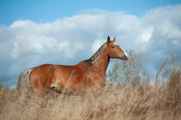 Palomino horse in the field