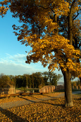 Naklejka premium beautiful autumn landscape with trees