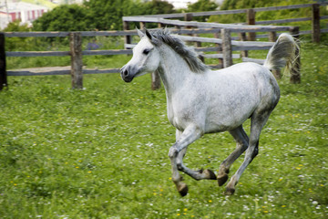 Obraz na płótnie Canvas cavallo purosangue arabo grigio