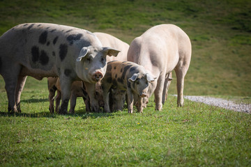 Obraz premium Group of beautiful family of pigs searching and asking for food