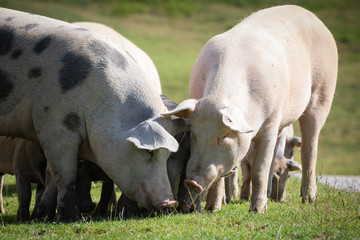 Group of beautiful family of pigs searching and asking for food