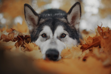 Dog in autumn yellow leaves