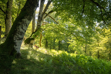 Fototapeta premium green summer forest trees