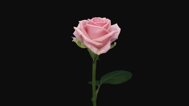 Time-lapse of opening pink Heaven rose 1b1 in PNG+ format with ALPHA transparency channel isolated on black background
