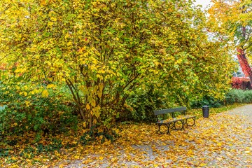 żółte i pomarańczowe liście spadają z drzew w parku w porze jesieni