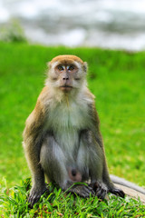 Naklejka na ściany i meble Crab-eating macaque sitting on the ground in Bukit Lawang, Sumatra, Indonesia