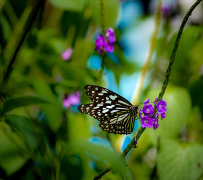 The Blue Tiger