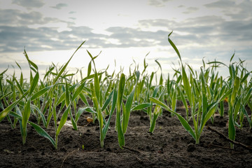 Getreideanbau - Feld mit kleinen, taubenetzten Getreidepflanzen in der Morgendämmerung