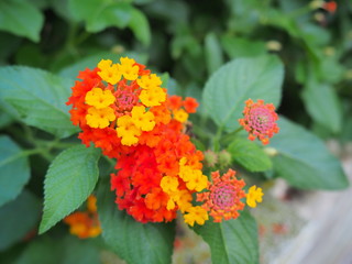 Flores urbanas en Vilanova i la Geltrú