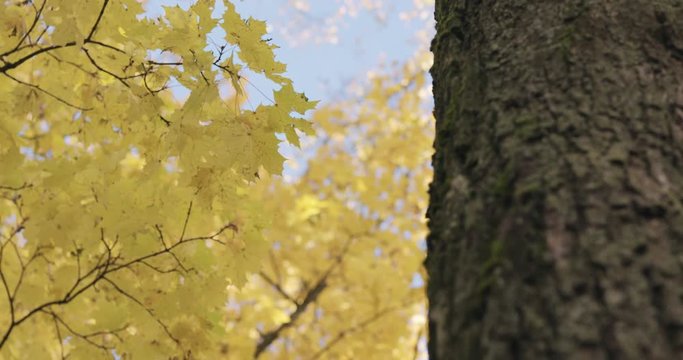 Slow motion pan of maple tree trunk in autumn