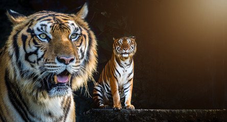 yellow tiger, the king of hunter animal