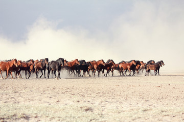 a plain with beautiful horses in sunny summer day in Turkey. Herd of thoroughbred horses. Horse herd run fast in desert dust against dramatic sunset sky. wild horses 